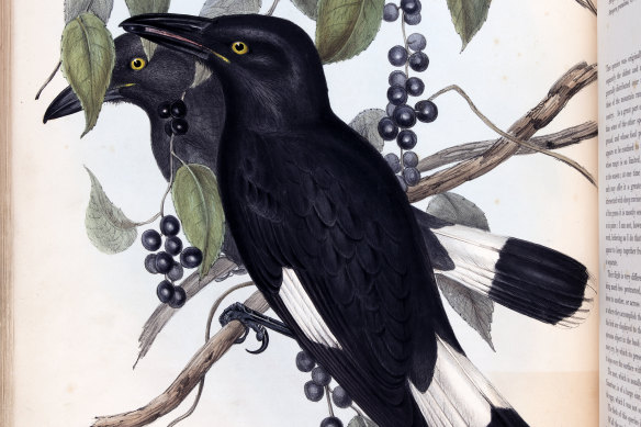 Currawongs illustrated by Elizabeth Gould.