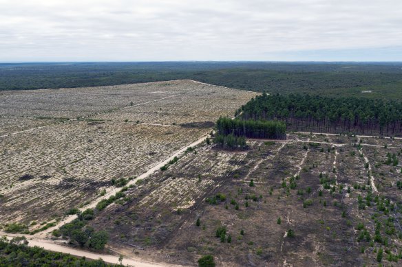 The plan had included an outline for the future of the Gnangara mound pine plantations across the cities of Wanneroo and Swan, which is now set to be completely cleared within three years. 