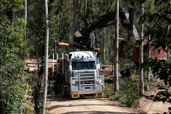A logging truck is loaded up with timber in a region of the South Brooman State Forest. The area was extensively burnt during the 2019-20 summer bushfires.