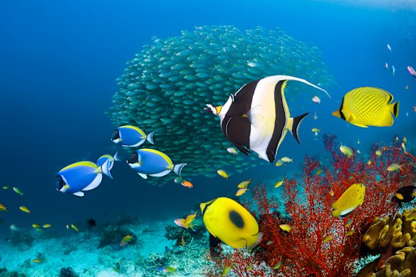 The nutrient-rich waters of Raja Ampat, part of the Coral Triangle, support more than 1500 fish species including Moorish Idols (at left).
