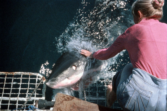 'Sharks are like dogs': Valerie Taylor pats a Great White in 1974. 