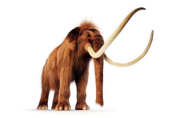 A woolly mammoth. Could its DNA be mixed with that of an Asian elephant to create a mammophant?