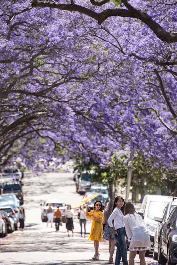 Jacaranda viewing rivals Japan's cherry blossom viewing.