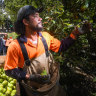 New deal secures more Pacific Islander farmworkers for Victoria