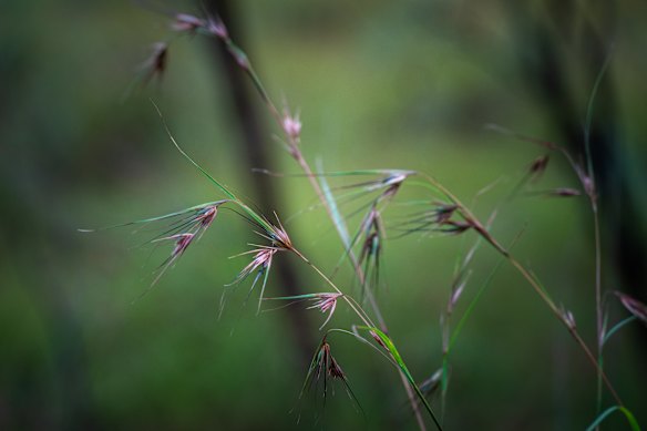 Kangaroo grass, (Themeda Triandra)