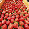 Japanese strawberries moving closer to Australian dinner tables