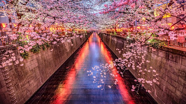 Spring ushers in cherry blossom season in Japan.
