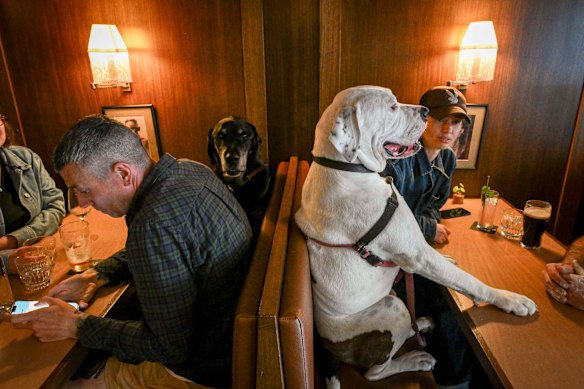 Quirky scenes inside the dog-friendly Pendant bar in Fitzroy.