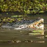 A crocodile in water in the NT.