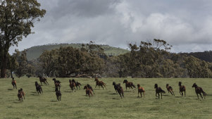 Rescue horses on the move at Anne Young’s Horse Shepherd Equine Sanctuary in Gordon, Victoria.