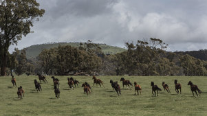 Rescue horses on the move at Anne Young’s Horse Shepherd Equine Sanctuary in Gordon, Victoria.