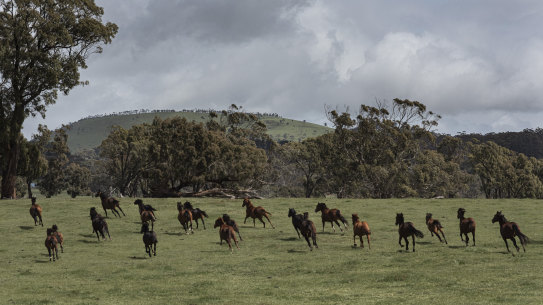 Rescue horses on the move at Anne Young’s Horse Shepherd Equine Sanctuary in Gordon, Victoria.