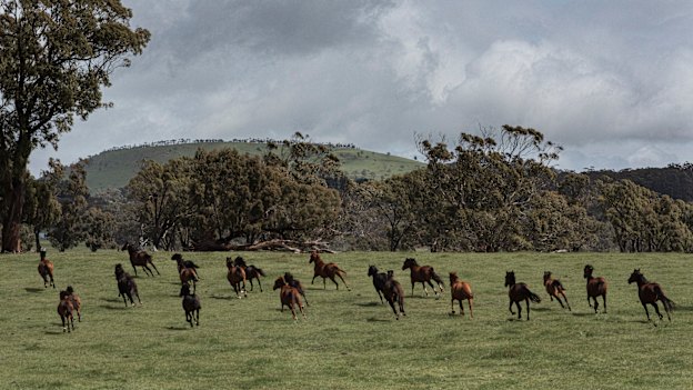 Rescue horses on the move at Anne Young’s Horse Shepherd Equine Sanctuary in Gordon, Victoria.
