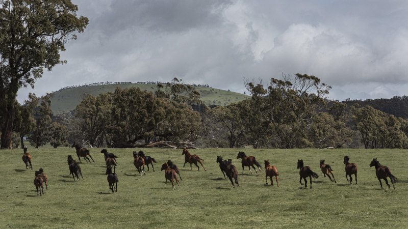 The Horse Rescuers