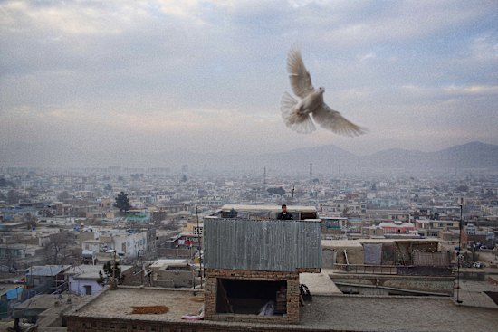 A pigeon circles its master who conducts his flock from the roof of his home in Qala-i Musa, Kabul. Kaftar bazi – the play of pigeons – is a national sport in Afghanistan and particularly popular in the capital in spring. Each flock is led in several orbits 
by an alluring female. She is entrusted with protecting her charges from the temptation of other flocks and piloting them safely home upon their master’s call. 29.1.2014.