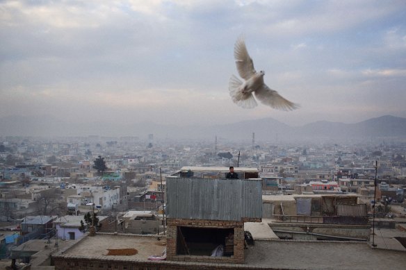 A pigeon circles its master who conducts his flock from the roof of his home in Qala-i Musa, Kabul. Kaftar bazi – the play of pigeons – is a national sport in Afghanistan and particularly popular in the capital in spring. Each flock is led in several orbits 
by an alluring female. She is entrusted with protecting her charges from the temptation of other flocks and piloting them safely home upon their master’s call. 29.1.2014.