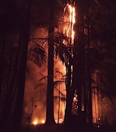 Terania Creek burns.