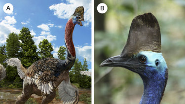 Scientists looked to the living cassowary [right] for answers after a new species of dinosaur, Corythoraptor jacobsi, was discovered in China in 2017 which had a similar crest atop its head.
