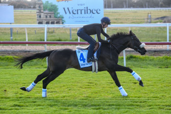 Away He Goes was scratched from the Melbourne Cup after picking up a tendon injury at Werribee.