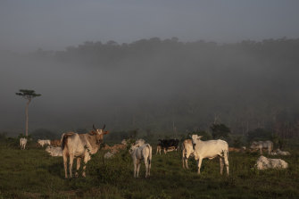Cattle on a farm inside an environmentally protected area in Sao Felix do Xingu.