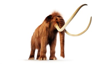 A woolly mammoth. Could its DNA be mixed with that of an Asian elephant to create a mammophant?