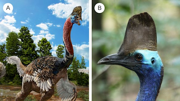 Cassowary mystery cracked: Nature gifts giant bird an inbuilt ...