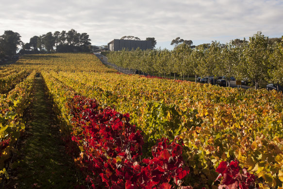 Moorilla vineyard, MONA’s on-site wine temple.