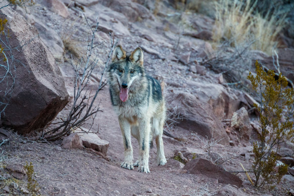 A Mexican gray wolf at Ladder, where reintroduction work is being done to save the species.