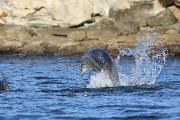 Dolphins could be indicative of positive changes in Sydney Harbour.