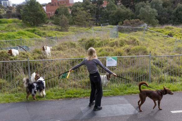 The goats are being used to control weeds threatening the White’s Skink lizards habitat. 