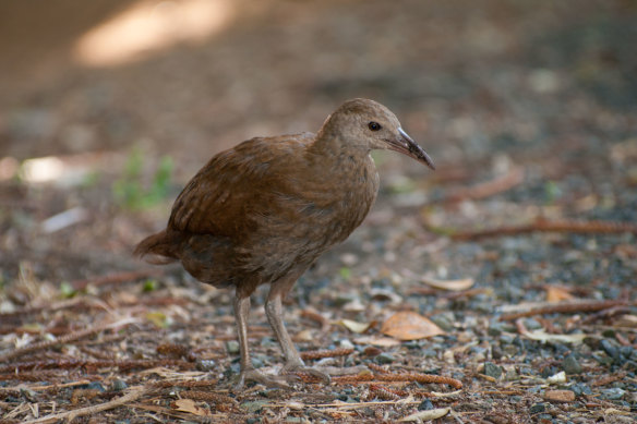 The endangered Lord Howe Island woodhen.   