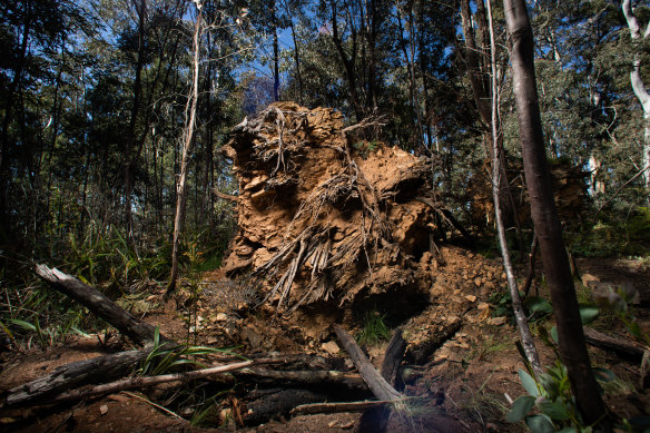 The uprooted tree where human remains were found.