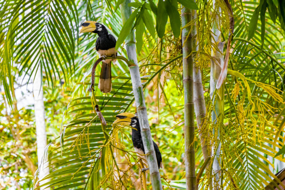 A hornbill on Koh Phayam.