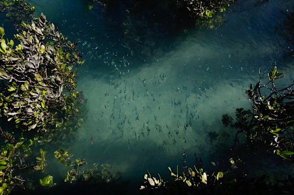 Mangroves like this one in Bardi country in the Kimberley are important nurseries and hunting grounds for different fish species.