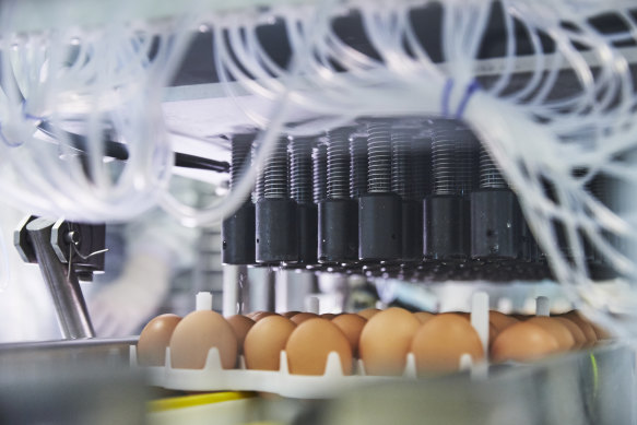 If a pandemic is declared, CSL will deliver samples of the virus to chicken eggs - the first step in making a vaccine.