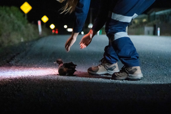 Shearwaters are drawn to street lighting and land on roads, presenting a danger to themselves and distracting motorists.