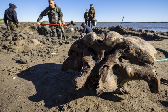 People dig in silt searching for mammoth bone fragments in the Pechevalavato Lake.