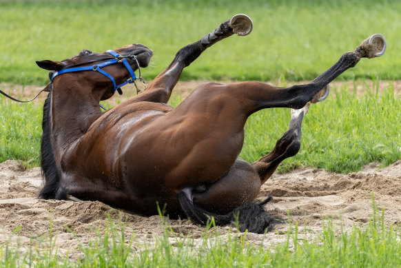 Hoo Ya Mal rolls after trackwork at Werribee