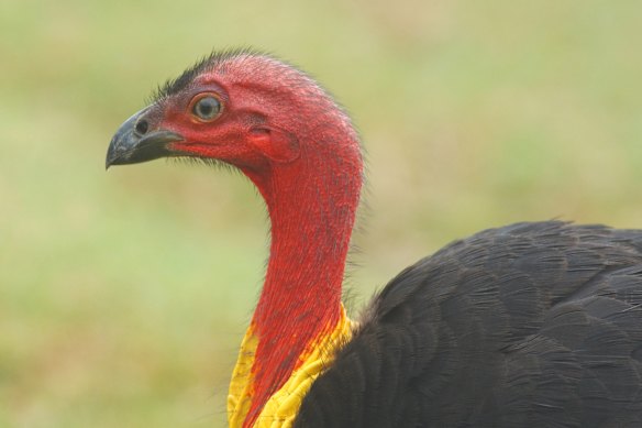 The brush turkey - he’s one of us, you know