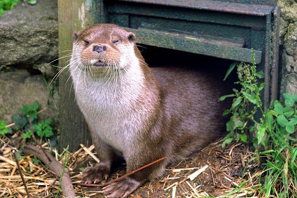 Uma das lontras Buckfastleigh... um sucesso certeiro.