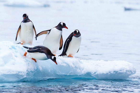 Witness a Gentoo penguin colony up close. 