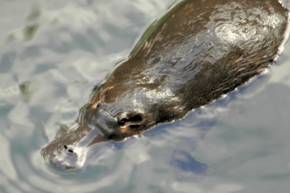 It takes patience to spot a platypus, but when one surfaces it's more than worth it.