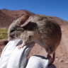 Life on Mars? This tiny South American mouse might hold the answer