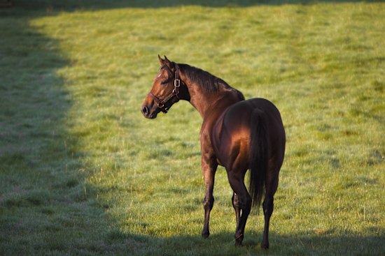 Teofilo, a champion Irish stallion, has earned his place among Melbourne Cup legends as a the sire of three of the past six winners. 