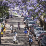 Instagram-inspired tourists swarm Sydney street for selfies with jacarandas