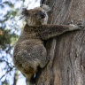 Before creation of koala national park, loggers target key habitat