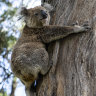 A koala colony gave hope of a better tomorrow. Not anymore.