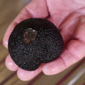 Plenty of kerfuffle about bumper truffle season