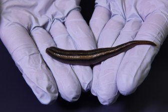 The Richardsonsianus leech is exactly what's needed when reattached appendages threaten to drop off. 