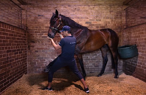 Horse physio Tom Simpson works on stayer Athabascan.